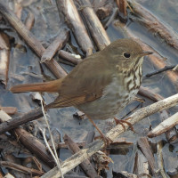 Hermit Thrush